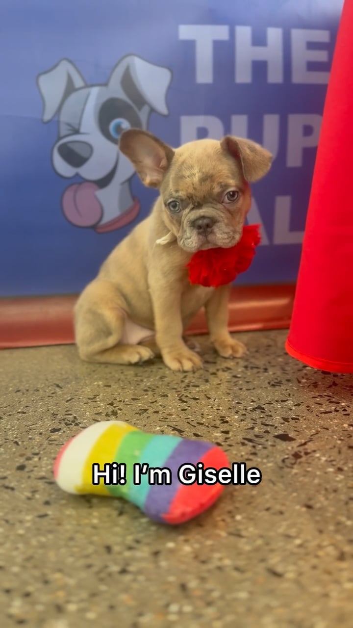 Female Frenchton puppy named Giselle for sale at The Puppy Palace CT. video thumbnail