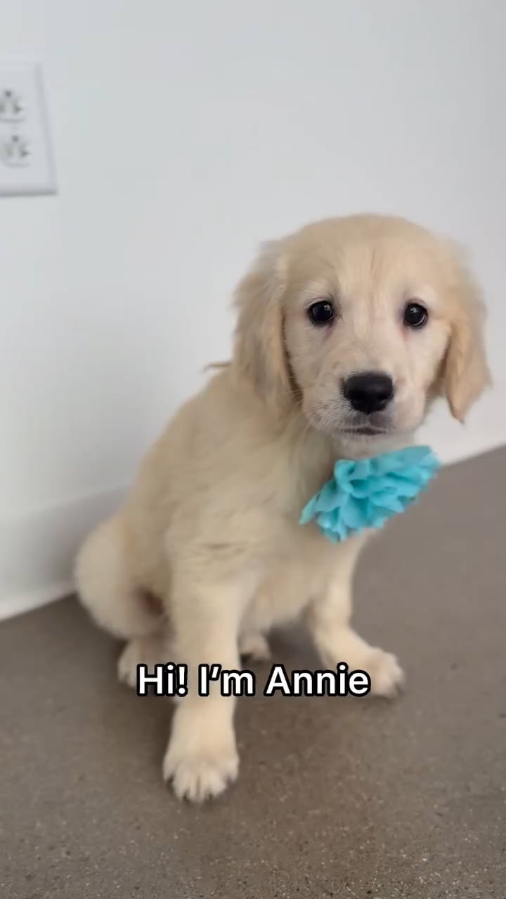 Female Golden Retriever puppy named Annie for sale at The Puppy Palace CT. video thumbnail