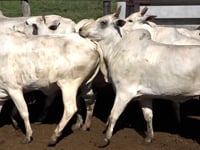 Lote 02A