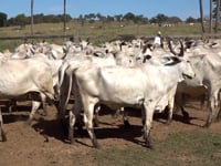 Lote 01A