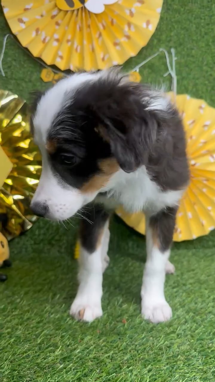 Female Mini Aussie puppy named Millie for sale at Puppy Dreams - Idaho. video thumbnail