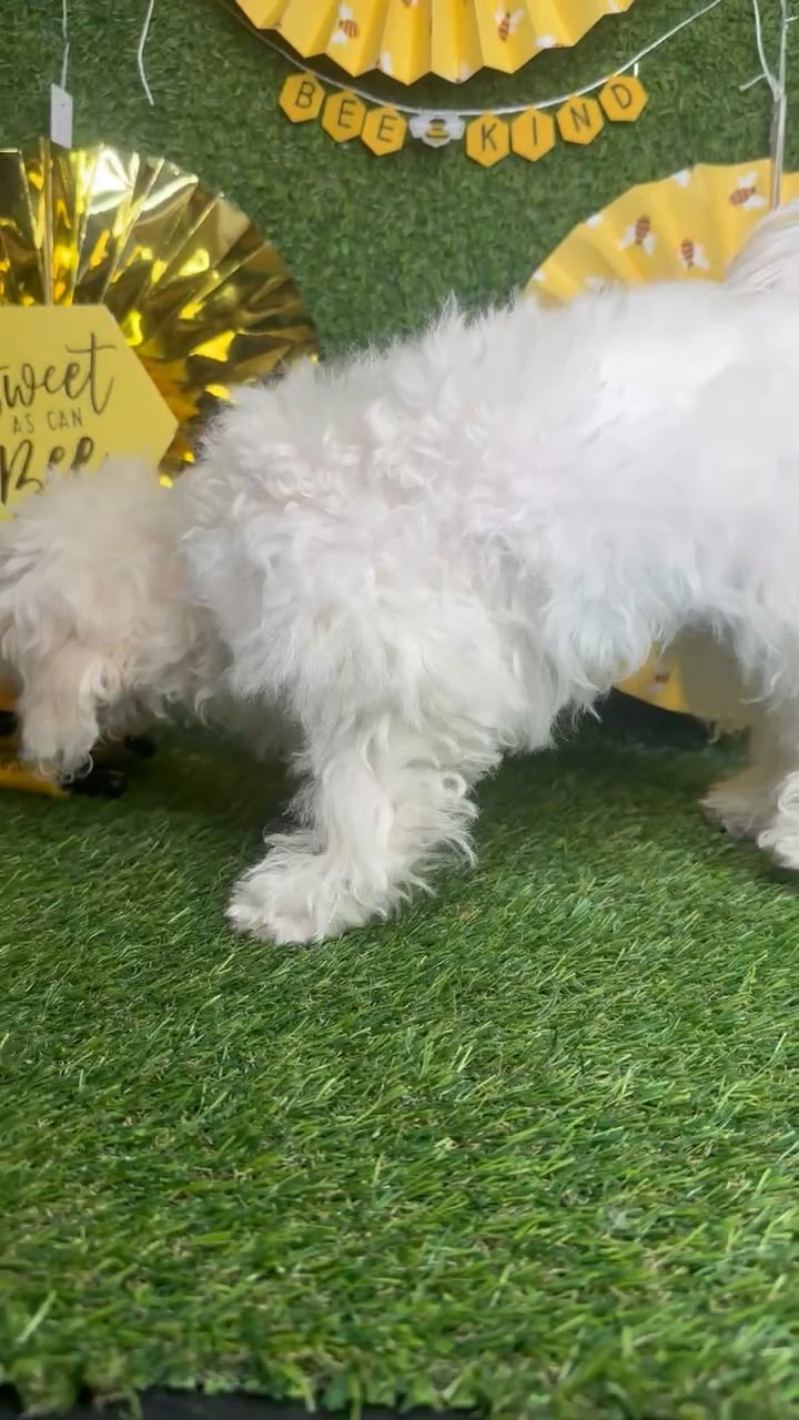 Female Peke-A-Poo puppy named Pikachu for sale at Puppy Dreams - Idaho. video thumbnail