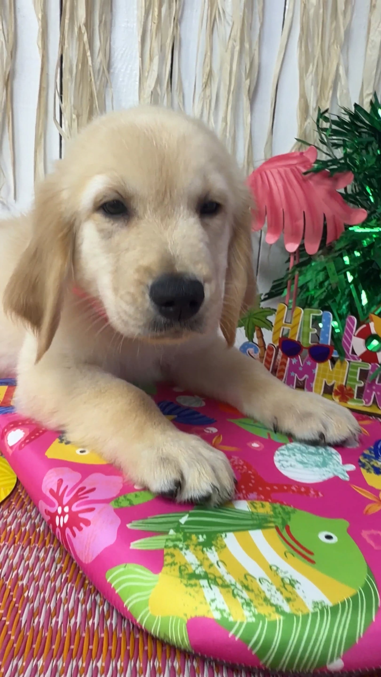 Male Golden Retriever puppy named Charlie for sale at Puppy Dreams Puyallup. video thumbnail