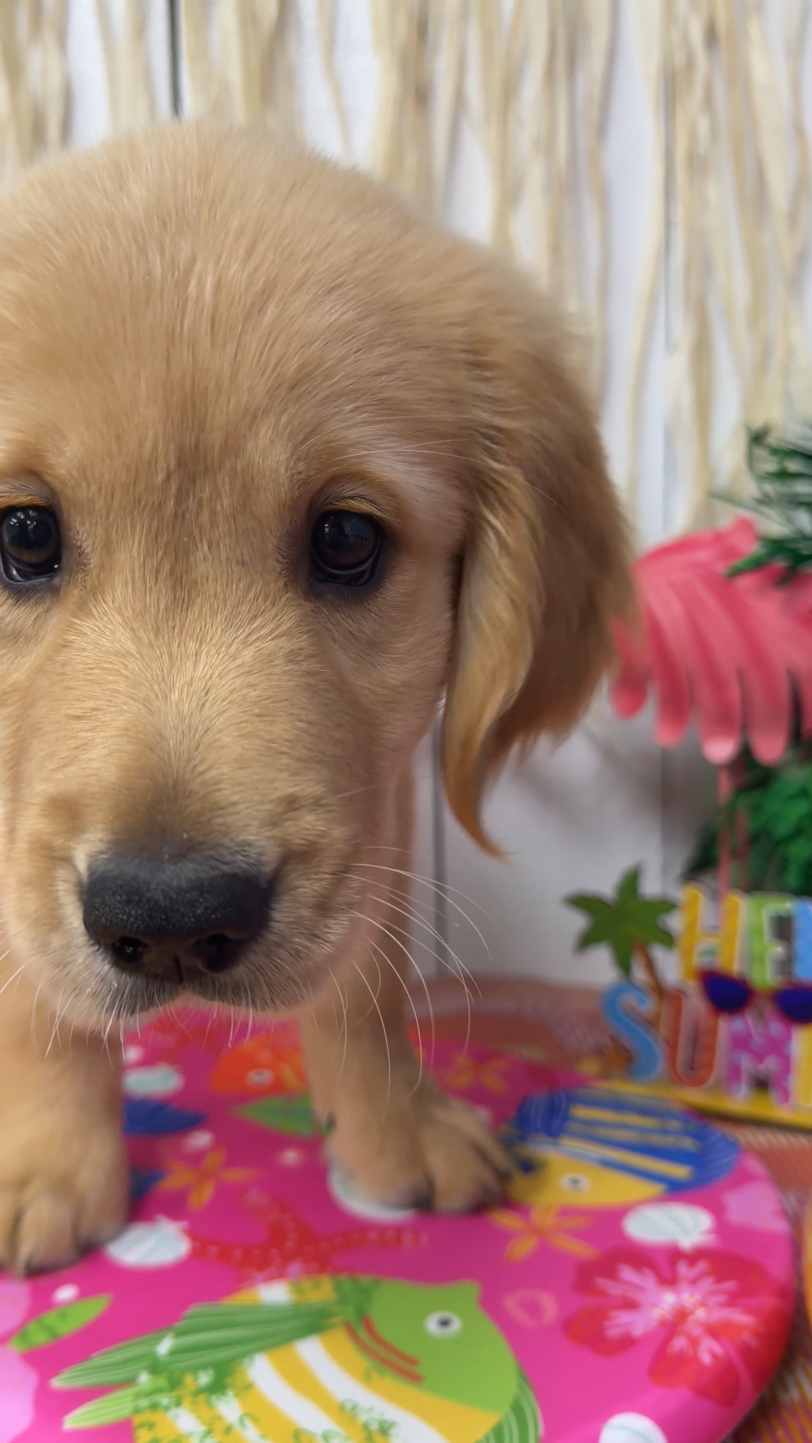 Female Golden Retriever puppy named Marley for sale at Puppy Dreams Puyallup. video thumbnail