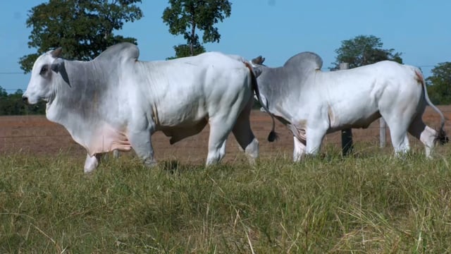 Lote 40