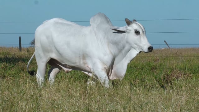 Lote 35
