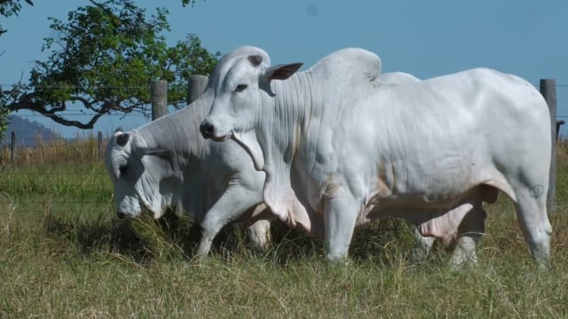 Lote 46