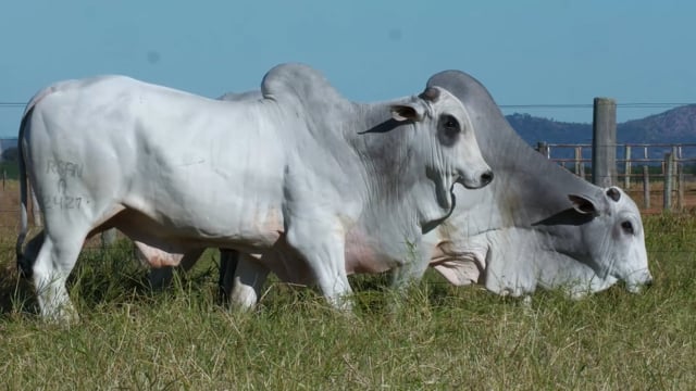 Lote 47