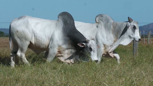 Lote 41