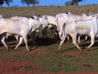 Lote 06Q