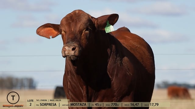 Lote 02