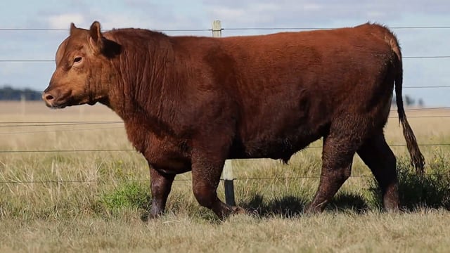 Lote 49