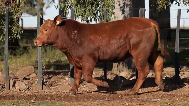Lote 11
