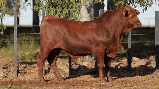 Lote 08