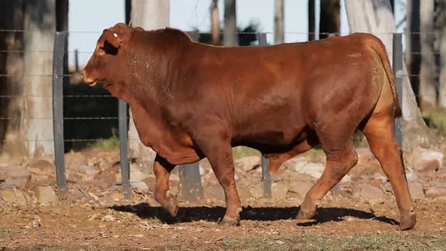 Lote 12