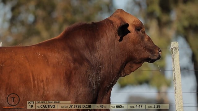 Lote 19