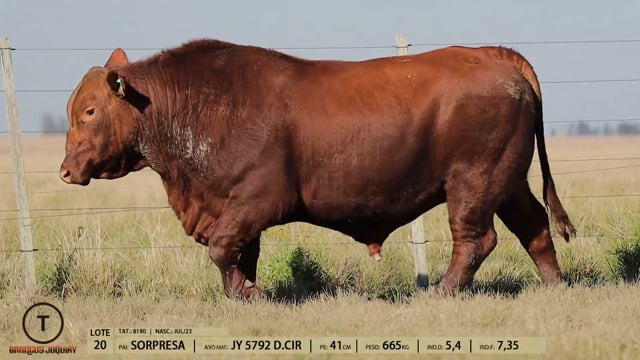Lote 20