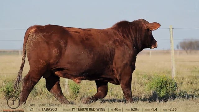 Lote 21