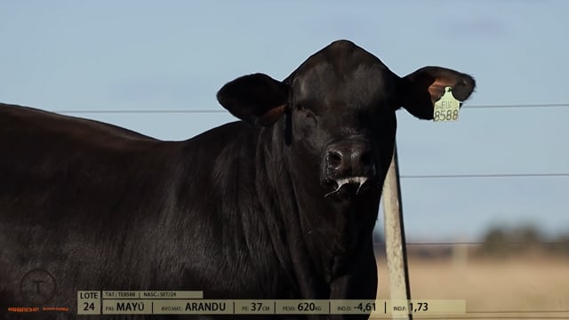 Lote 24