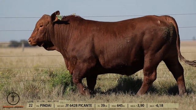 Lote 22