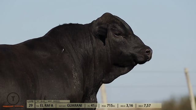 Lote 29