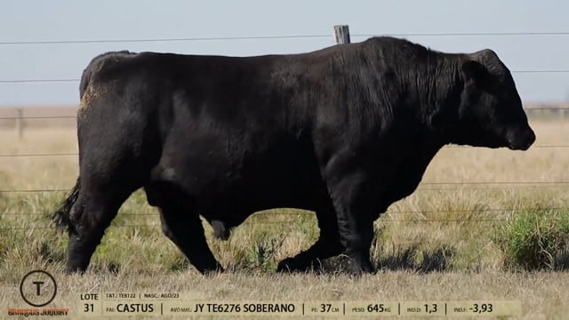 Lote 31