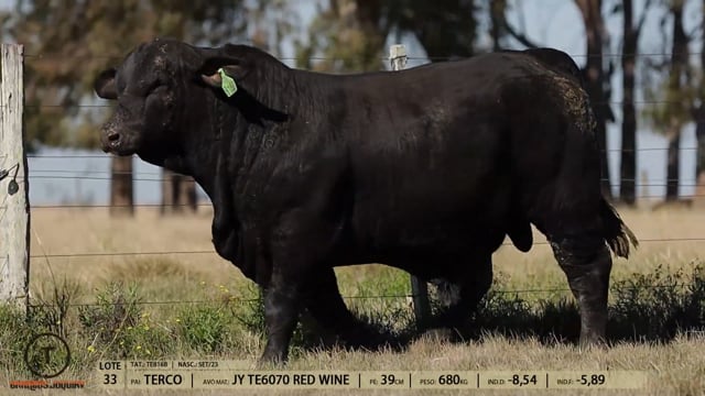 Lote 33