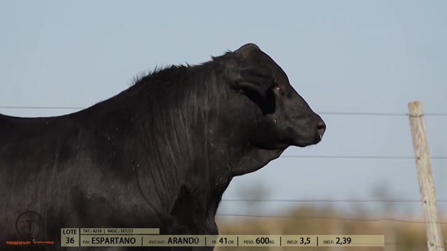 Lote 36