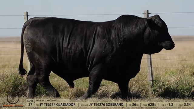 Lote 37