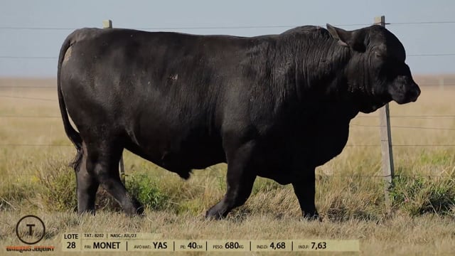 Lote 28