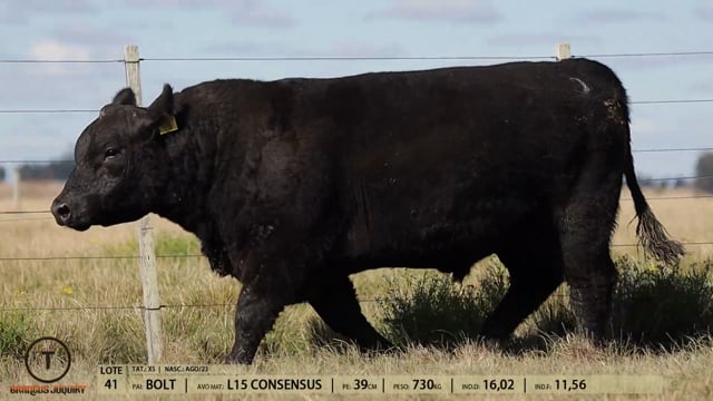 Lote 41