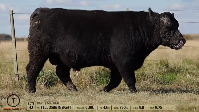 Lote 43