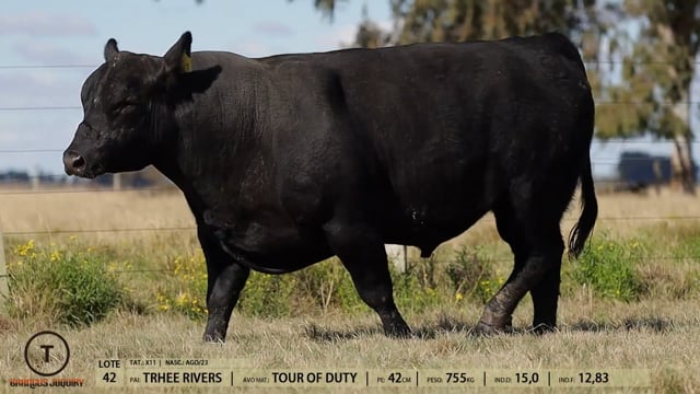 Lote 42