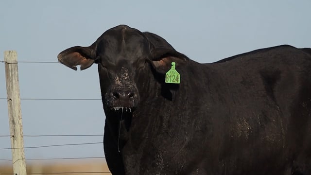 Lote 26