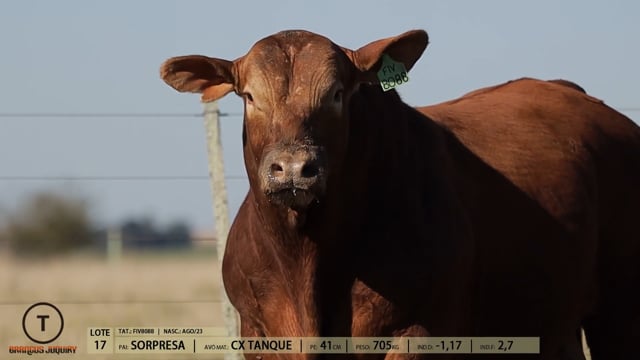Lote 17