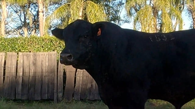 Lote 51