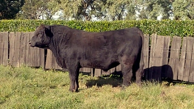 Lote 52
