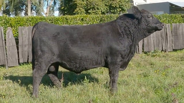 Lote 53