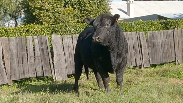 Lote 54