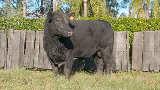 Lote 55