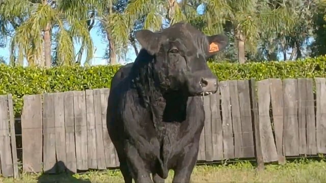Lote 57