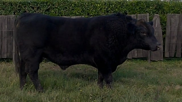 Lote 59