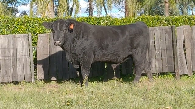 Lote 60