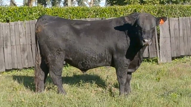 Lote 61
