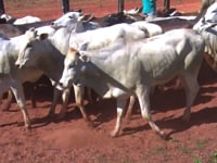 Lote 02G