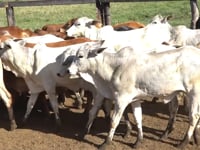 Lote 03A