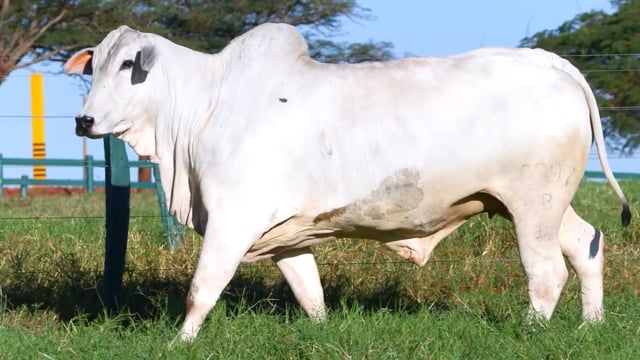 Lote 31