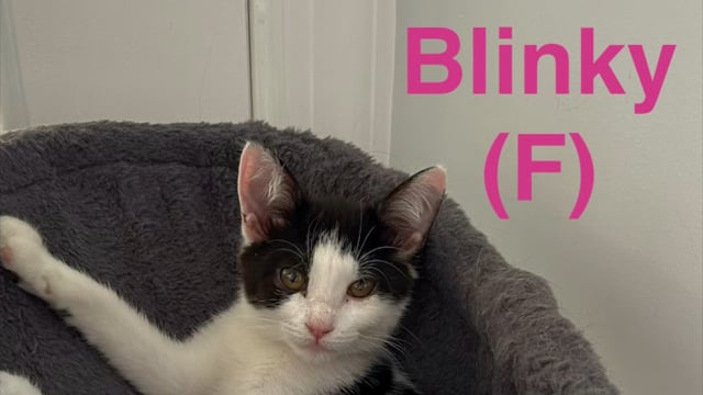 Enlarge Inky - 5 MONTHS - ONE EYED PIRATE OF LOVE, a ADOPTABLE American Shorthair in Bristow, VA video 6/6