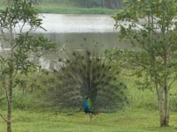 Peacock at Gal Oya Lake Club