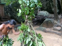 Vedda dance